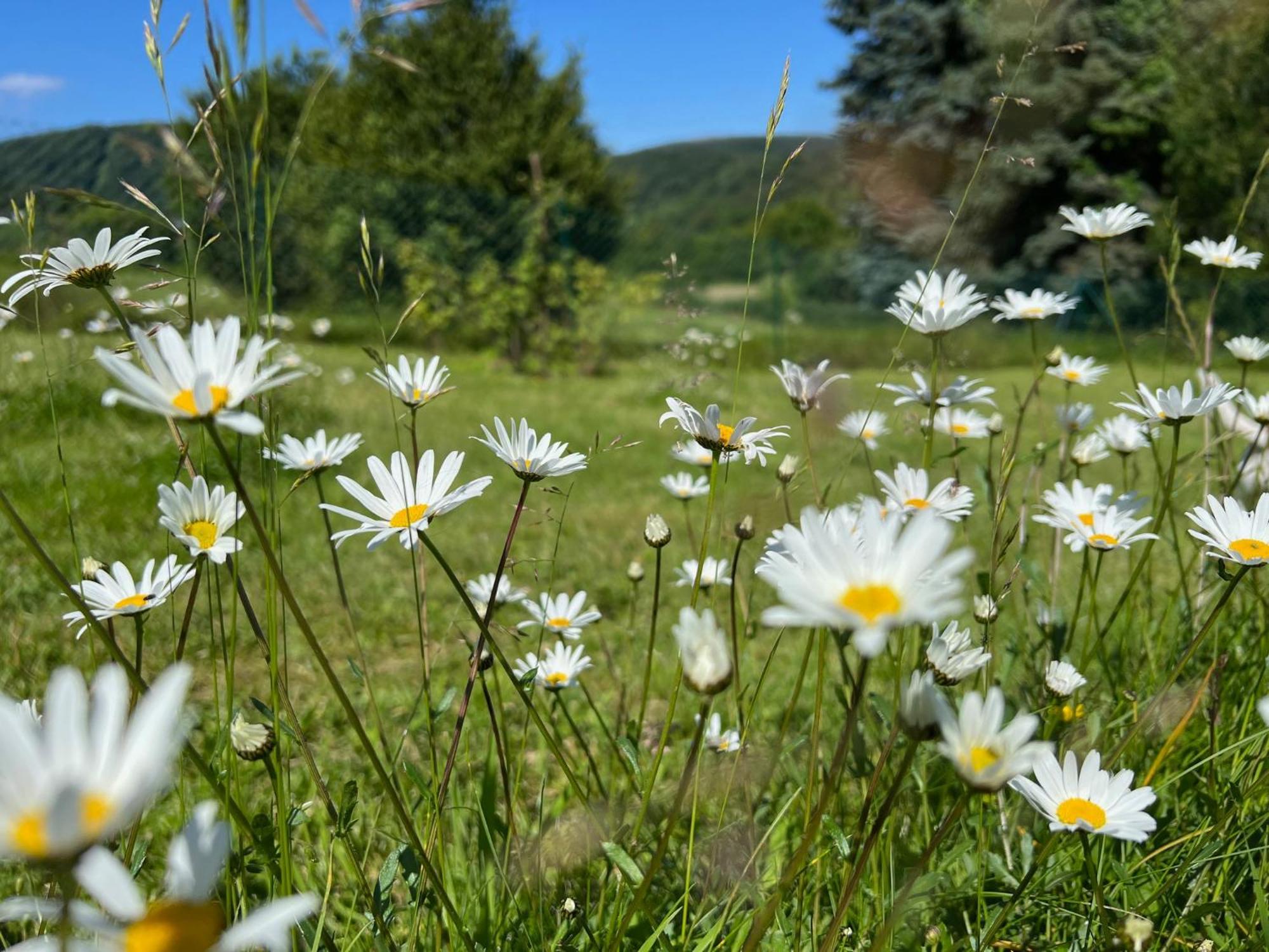 Ferienhaus Eifelone Heimbach Dış mekan fotoğraf